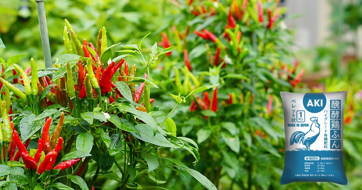 Bón phân gà cho cây ớt
