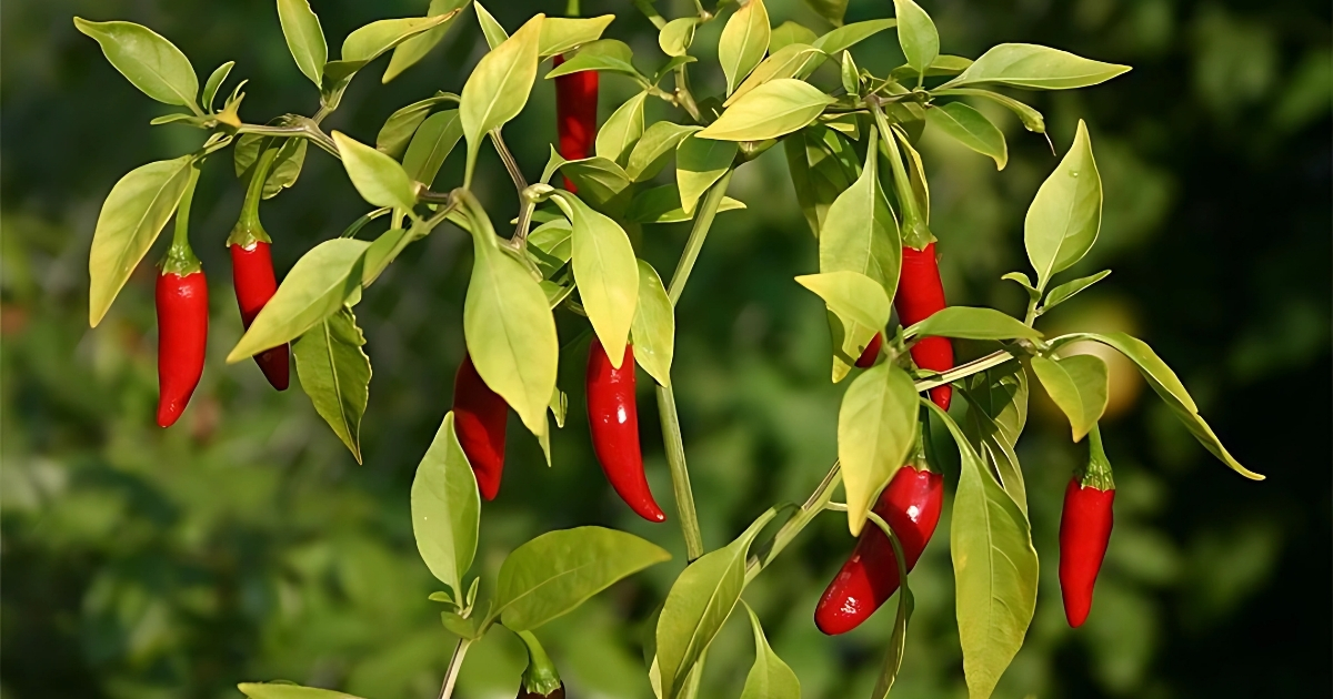 Bón phân gà cho cây ớt