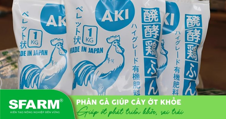 Phân gà Nhật – giải pháp bón phân gà cho cây ớt hiệu quả.