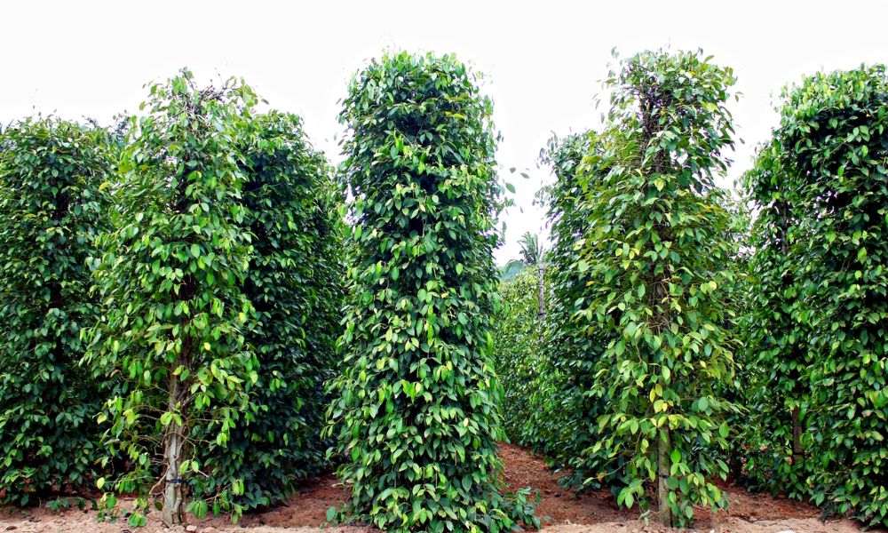Cây tiêu bám trụ