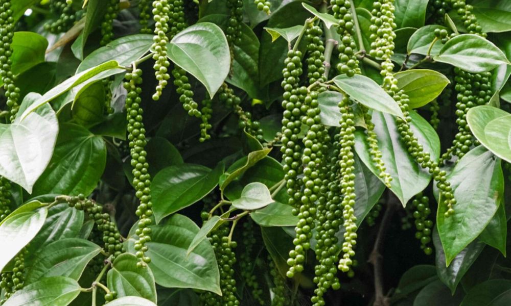 Cây tiêu được chăm sóc xanh tốt