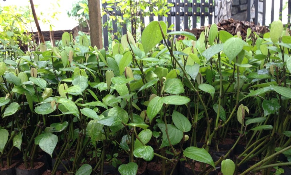 Giống tiêu Vĩnh Linh
