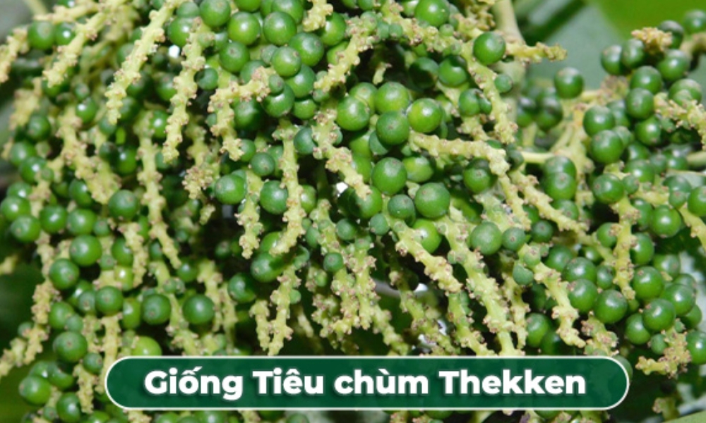 Tiêu Thekken