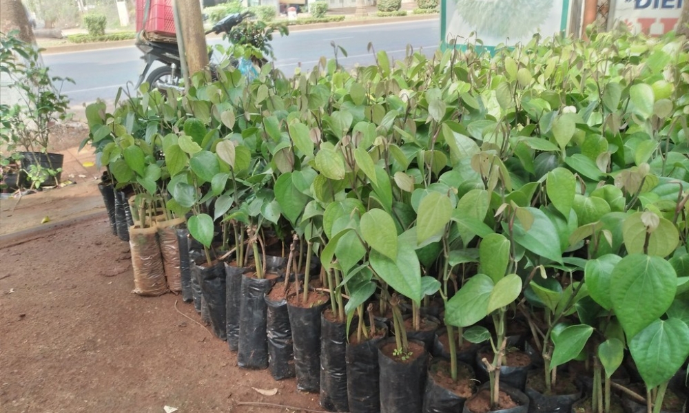 Tiêu trâu