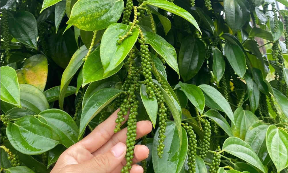 Tiêu Tùng Linh