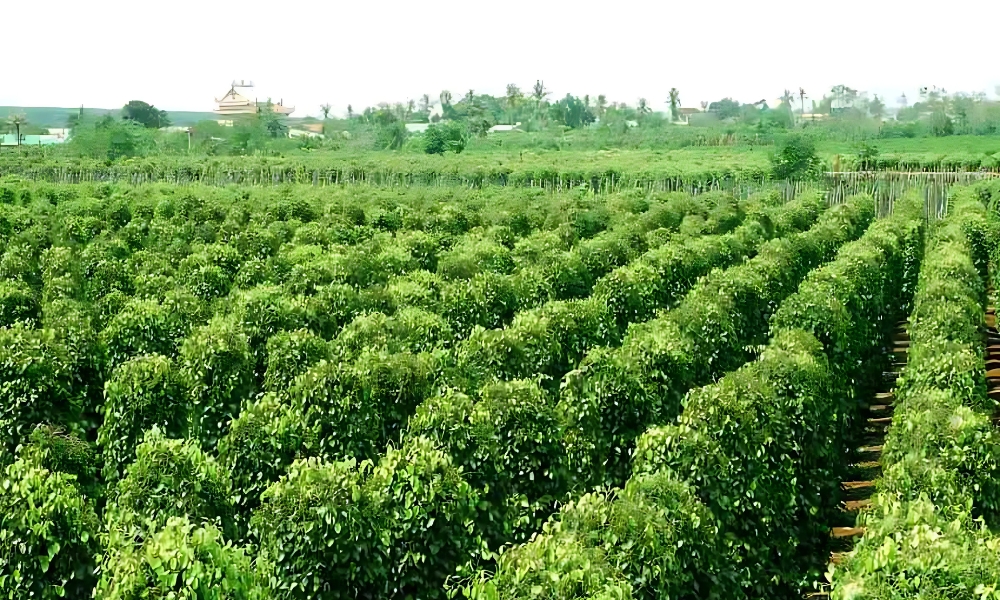 Vườn tiêu ở Phú Quốc