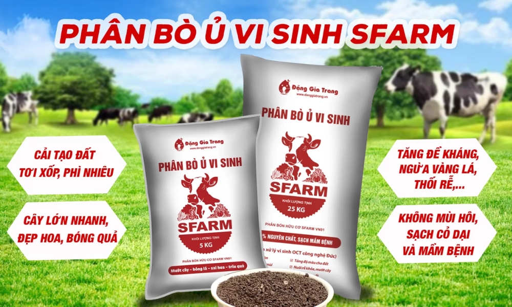 Phân bò ủ vi sinh SFARM