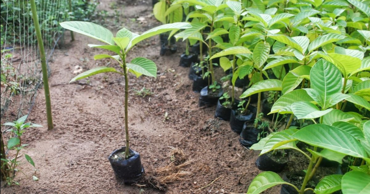 Các tiêu chí để chọn giống cây trồng phù hợp Các tiêu chí để chọn giống cây trồng phù hợp
