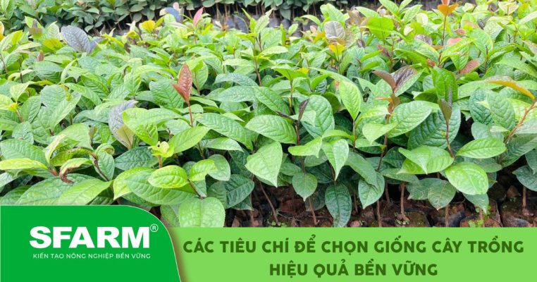 Các tiêu chí chọn giống cây trồng hiệu quả bền vững