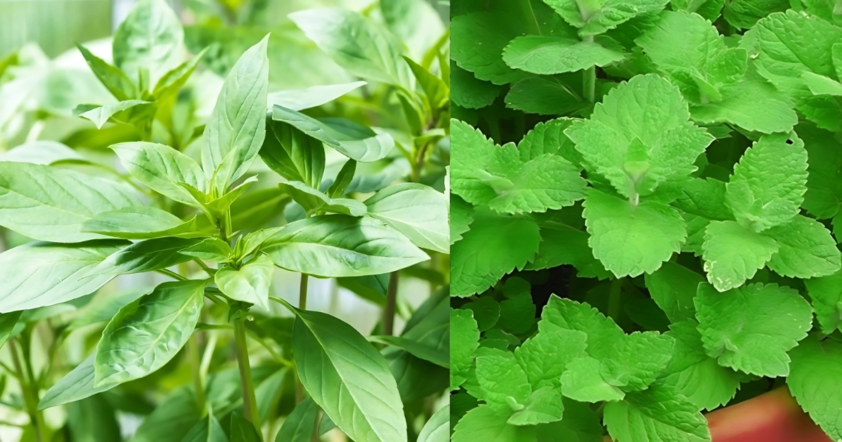Bấm ngọn rau húng quế và bạc hà giúp tăng lượng lá