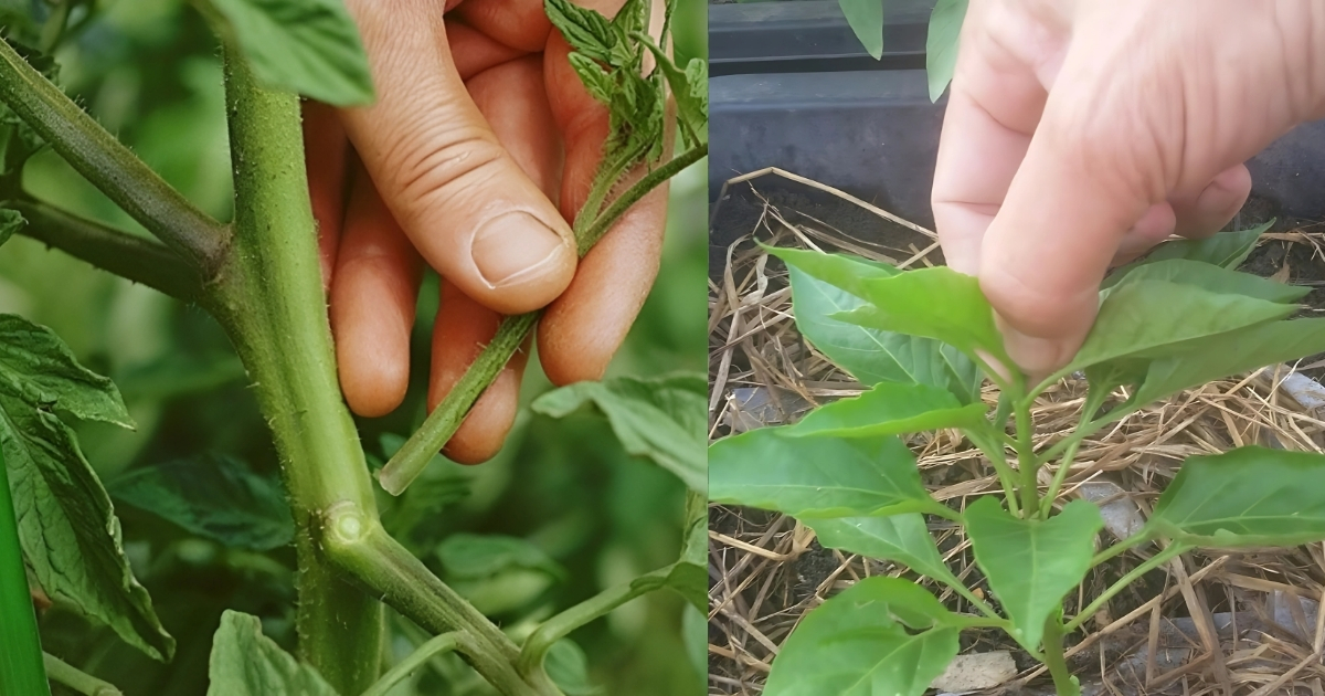 Bấm ngọn cây cà chua và cây ớt giúp cây phát triển nhiều trái