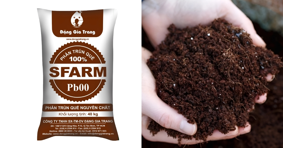 Bón phân trùn quế hoặc phân hữu cơ cho cây sau khi bấm