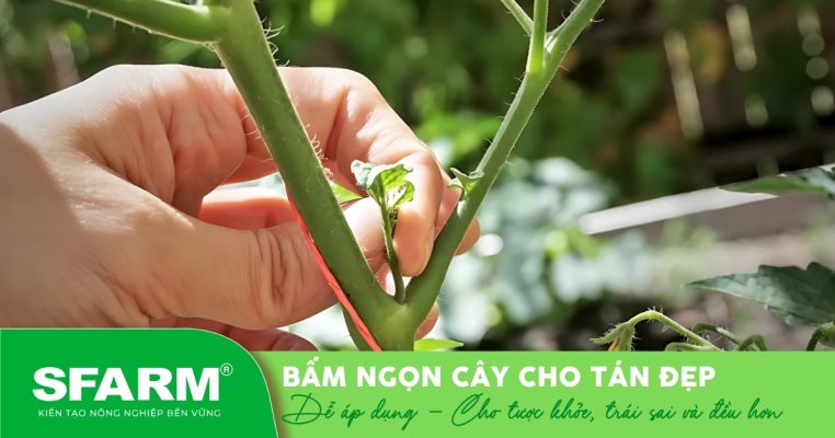 Bấm ngọn giúp cây ra tược mới và phát triển tán đều hơn