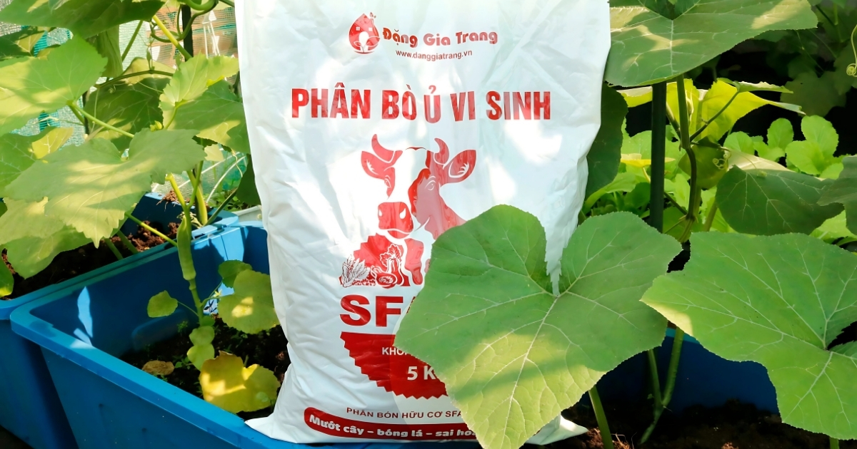 Phân bò ủ vi sinh SFARM