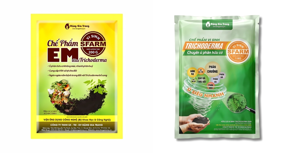 Trộn chế phẩm EM và Trichoderma với phân bò để bón phân bò cho mai vàng