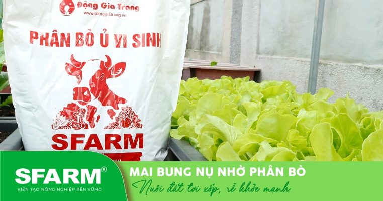 cach bon phan bo cho mai vang de cay ra hoa dep hinh dai dien