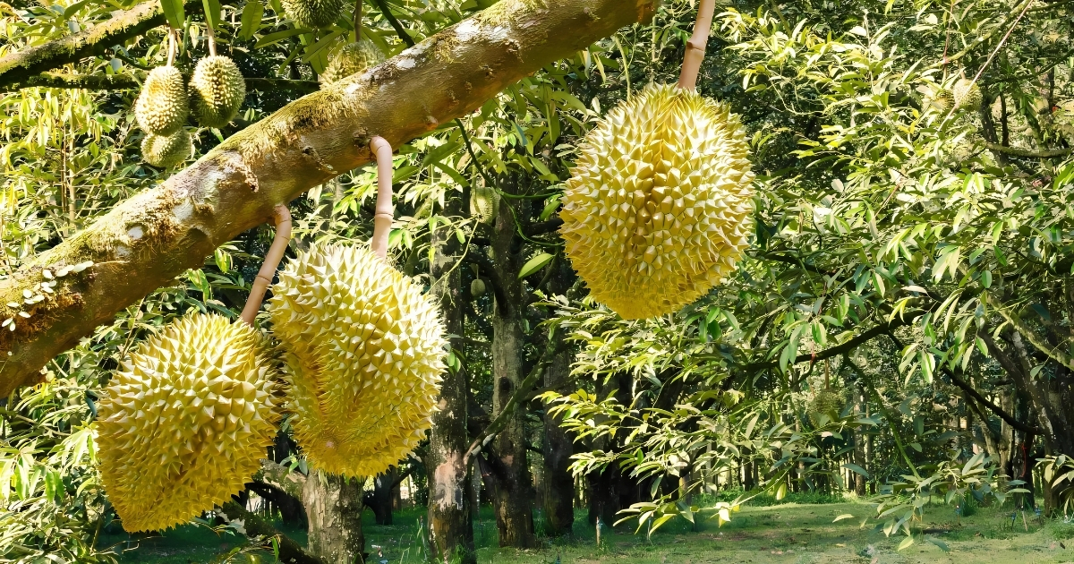 Bón Trichoderma cho sầu riêng – bí quyết giúp trái to, vỏ đẹp, cơm vàng sánh.