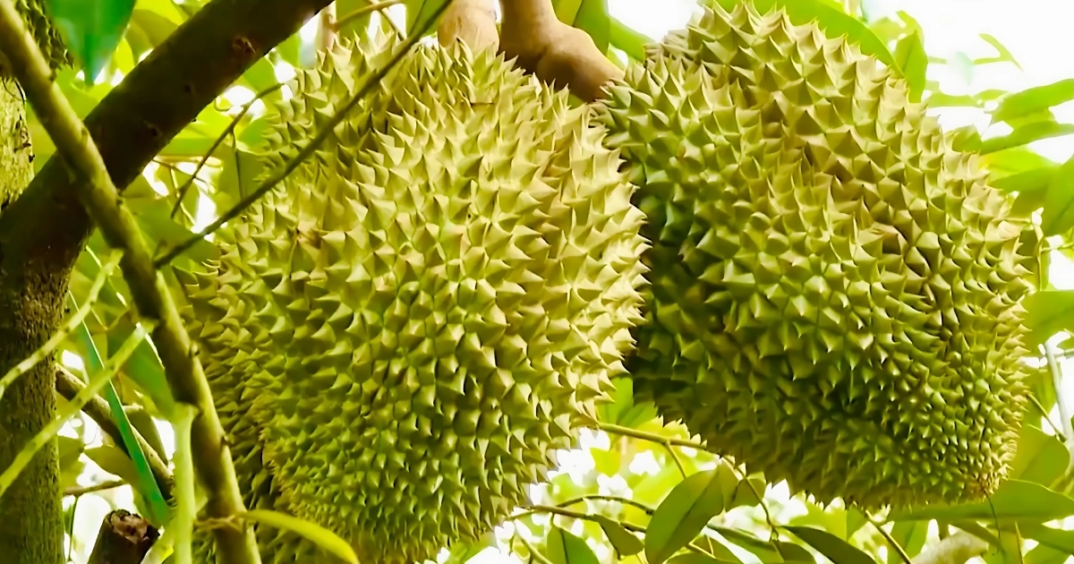 Bón Trichoderma cho sầu riêng giúp bảo vệ cây