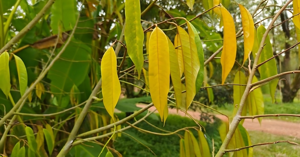 Bệnh vàng lá ở cây sầu riêng