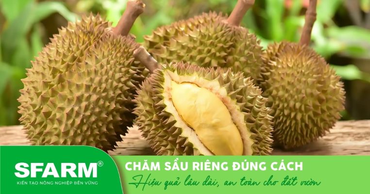 Thành quả từ việc ứng dụng Trichoderma trong chăm sóc sầu riêng đúng kỹ thuật.
