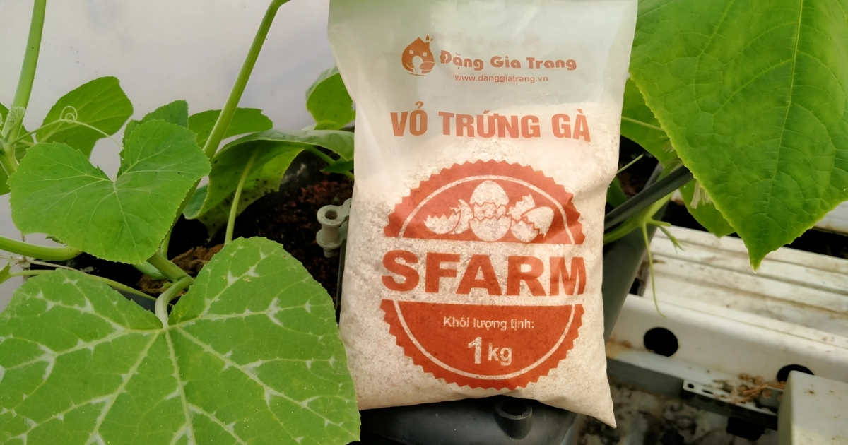 Dùng vỏ trứng gà để đất trồng cây lưỡi hổ thoáng khí