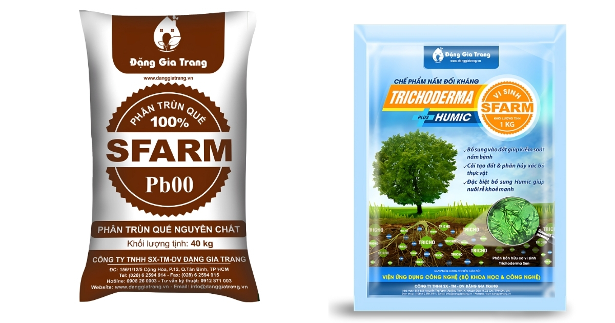 Kết hợp phân trùn quế và Trichoderma để xử lý đất cũ