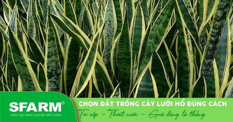 Chọn đúng đất giúp cây lưỡi hổ giữ dáng lá đẹp, bền màu.