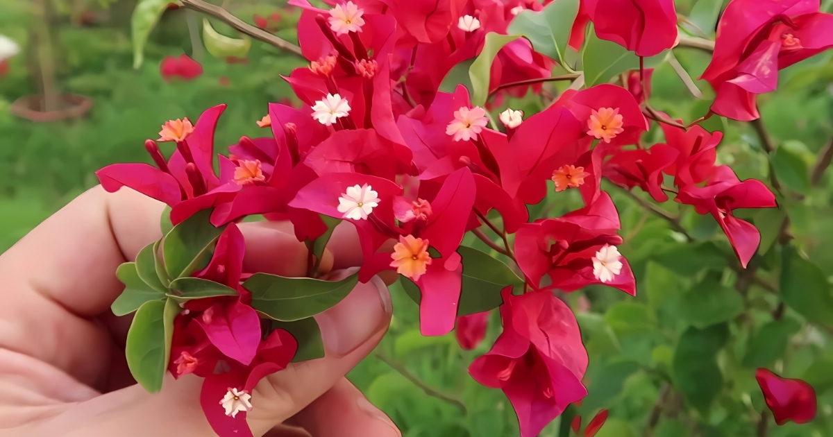 Cây hoa giấy ra hoa khi được thay đất định kỳ