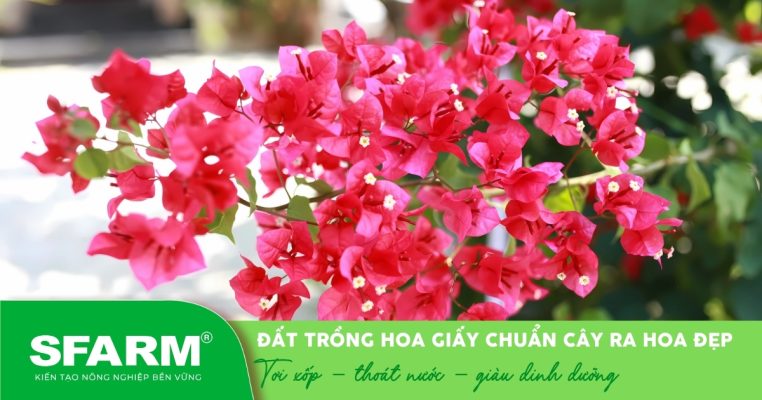 Đất trồng hoa giấy đúng chuẩn giúp cây khỏe mạnh, ra hoa đều và bền màu.