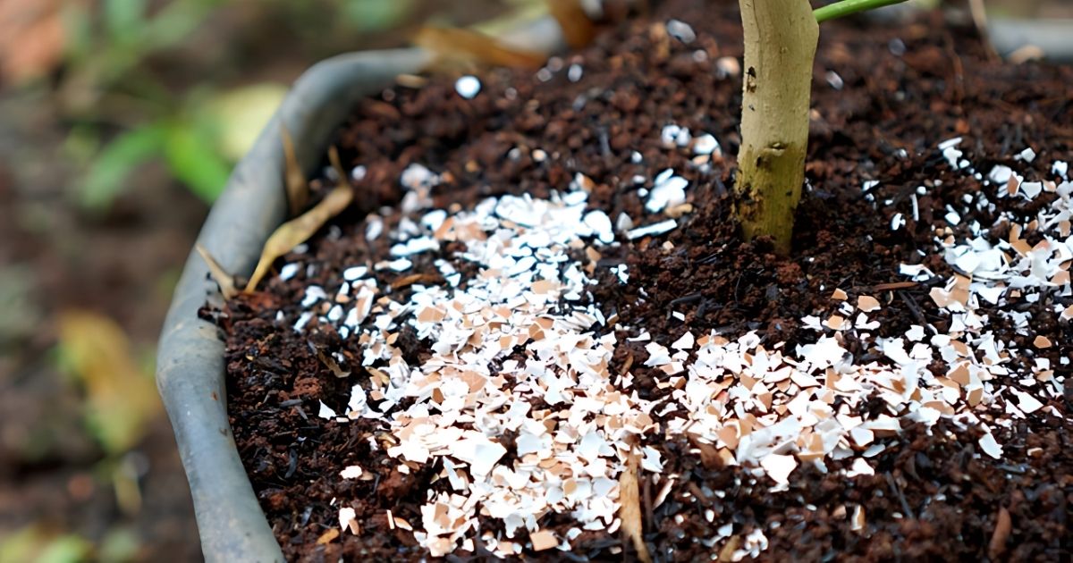 Rải vỏ trứng xung quanh gốc cây