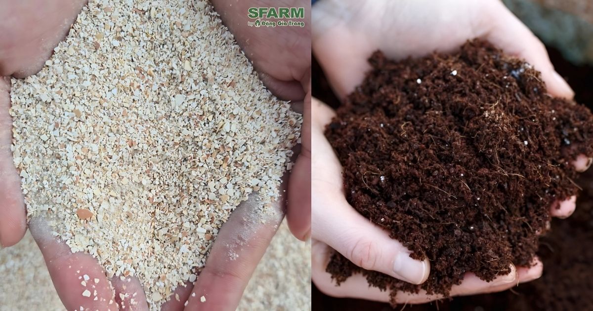 Bón cây cà chua bằng vỏ trứng và phân hữu cơ
