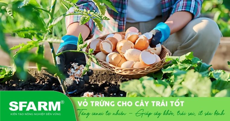 Tận dụng vỏ trứng giúp cây cà chua phát triển bền vững.