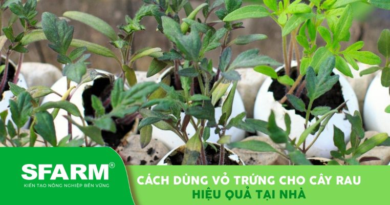 Dùng vỏ trứng cho cây rau tại nhà