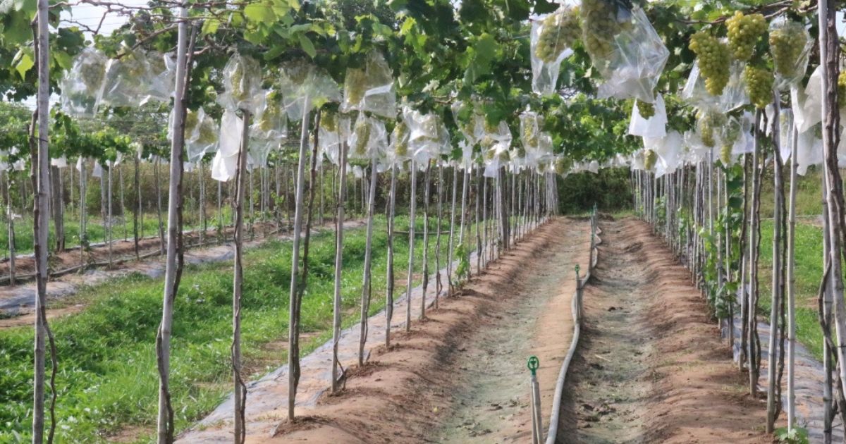 Các loại đất trồng nho phù hợp Các loại đất trồng nho phù hợp