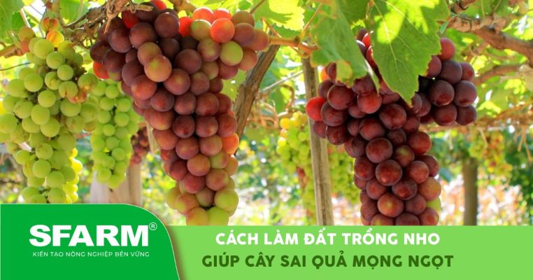 Cách làm đất trồng nho