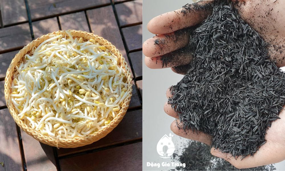 Nguyên liệu chính là giá đỗ và tro trấu