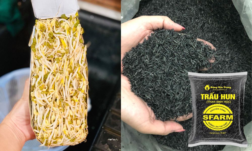 Cách làm giá bằng tro trấu