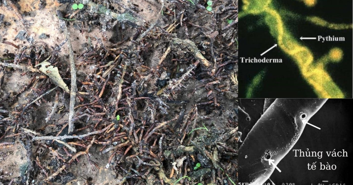 Mẹo tăng hiệu quả trong cách làm nấm Trichoderma Mẹo tăng hiệu quả trong cách làm nấm Trichoderma
