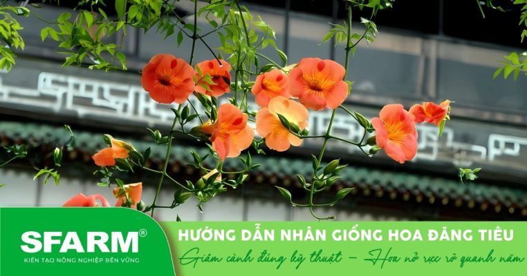 Thành quả từ việc giâm cành hoa đăng tiêu đúng thời điểm và đúng kỹ thuật.
