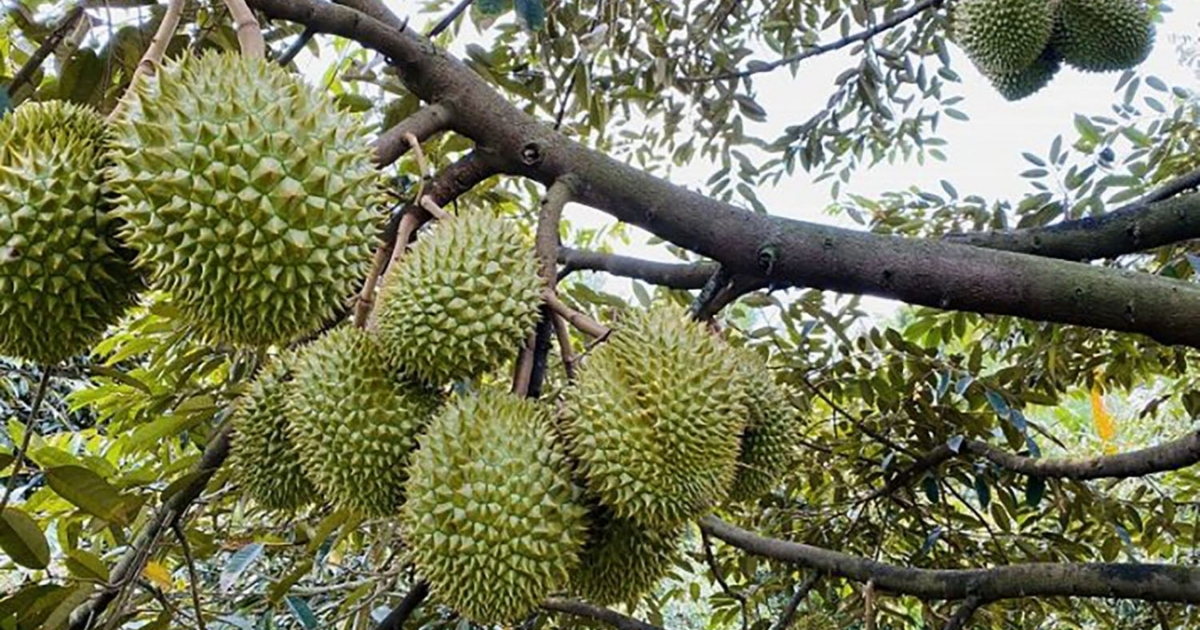 Nguồn gốc, đặc điểm của Dona và Ri6 Nguồn gốc, đặc điểm của Dona và Ri6