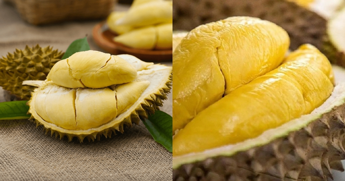 Phân biệt hai giống sầu riêng qua cơm sầu và hương vị Phân biệt hai giống sầu riêng qua cơm sầu và hương vị
