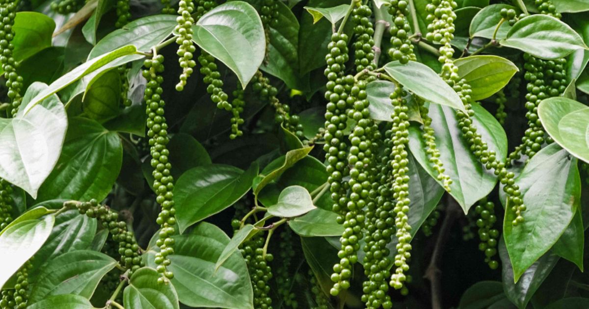 KNO3 tăng tỉ lệ đậu trái và chất lượng hồ tiêu KNO3 tăng tỉ lệ đậu trái và chất lượng hồ tiêu