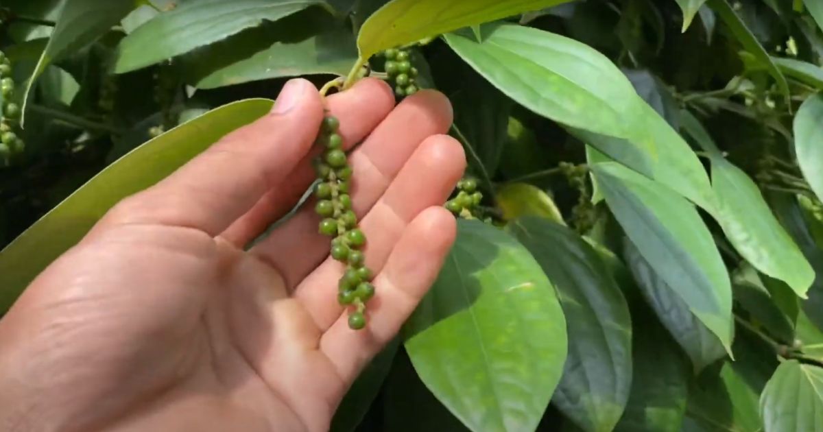 Lưu ý cách sử dụng KNO3 cho cây hồ tiêu Lưu ý cách sử dụng KNO3 cho cây hồ tiêu