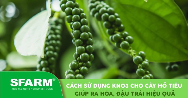 Cách sử dụng KNO3 cho cây hồ tiêu giúp ra hoa, đậu trái hiệu quả