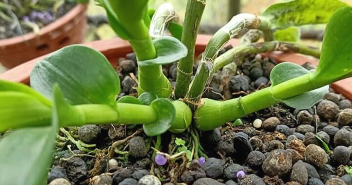 Lưu ý khi sử dụng nấm Trichoderma cho hoa lan Lưu ý khi sử dụng nấm Trichoderma cho hoa lan