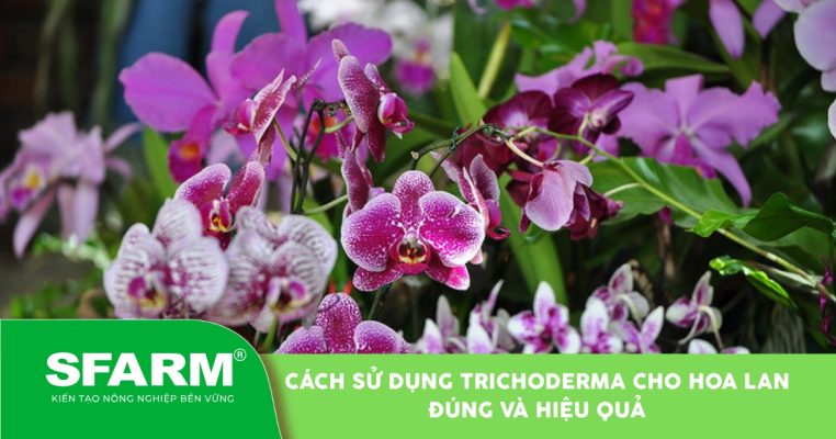 Cách sử dụng nấm Trichoderma cho hoa lan hiệu quả