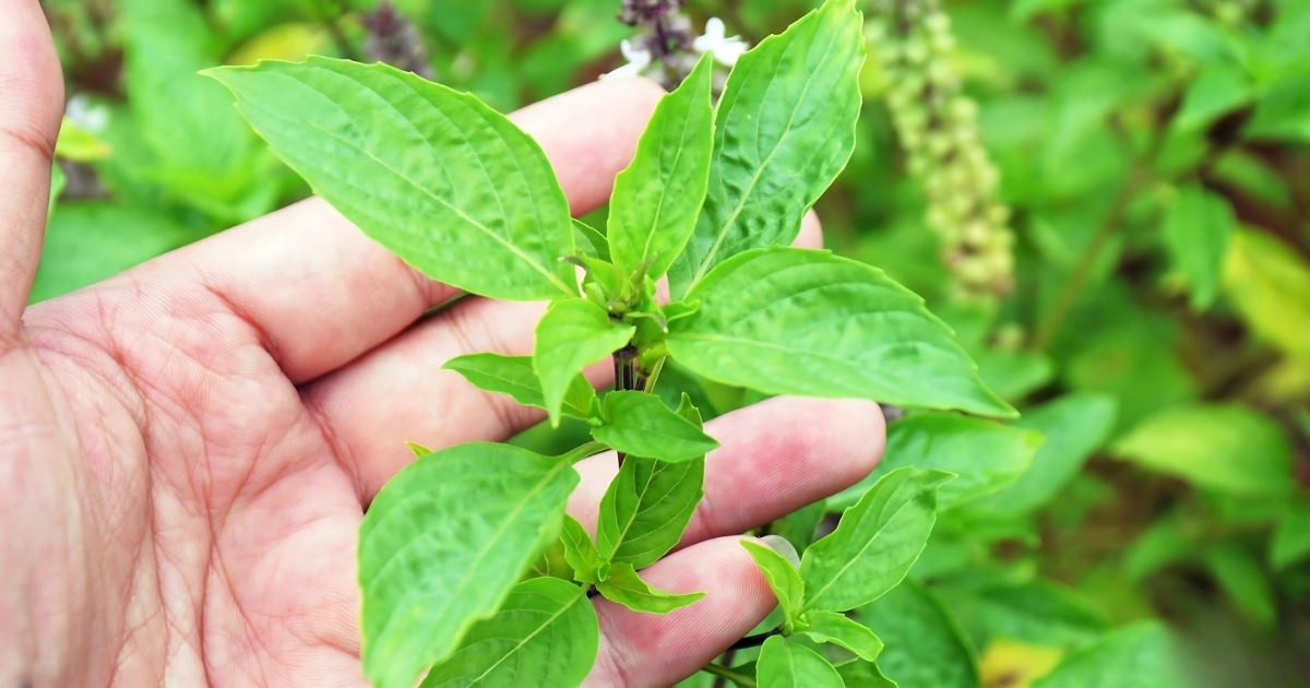Cách tỉa cây húng quế cho ra nhiều lá