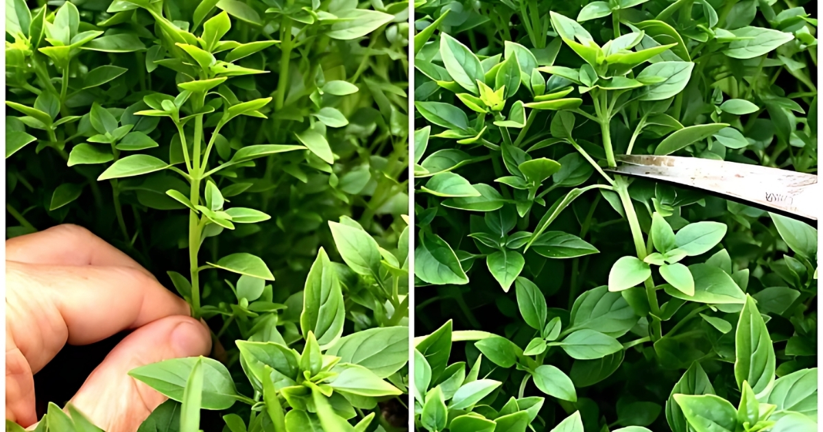 Dùng tay hoặc dụng cụ cắt để tỉa cây húng quế