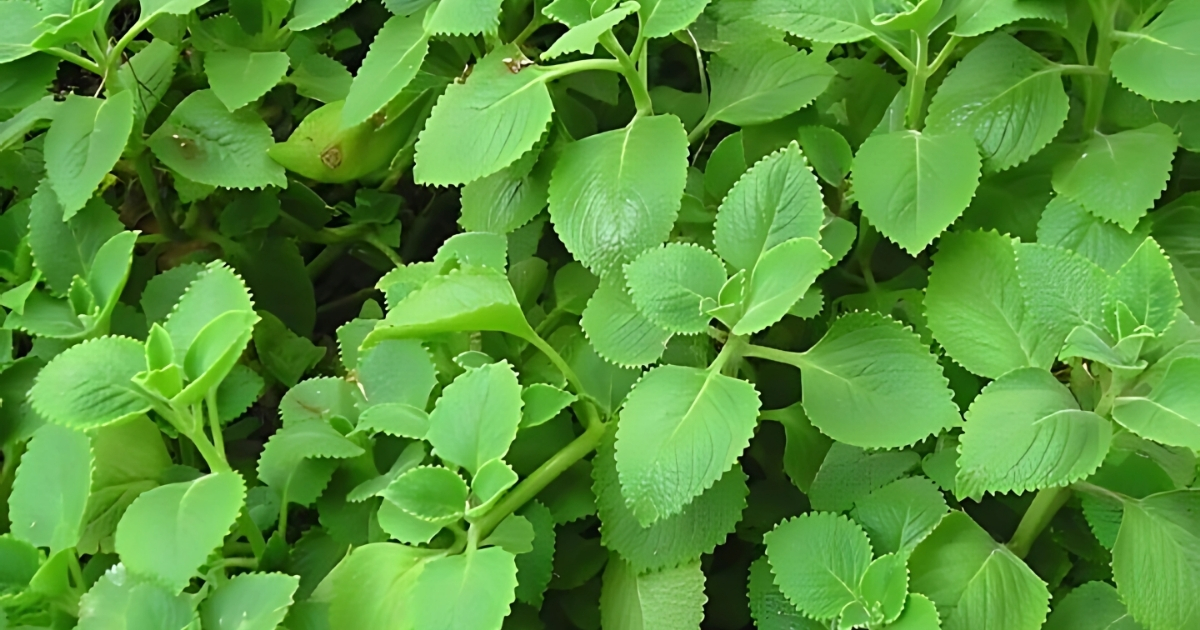 Không nên tỉa húng chanh vì sẽ làm cây chậm phát triển
