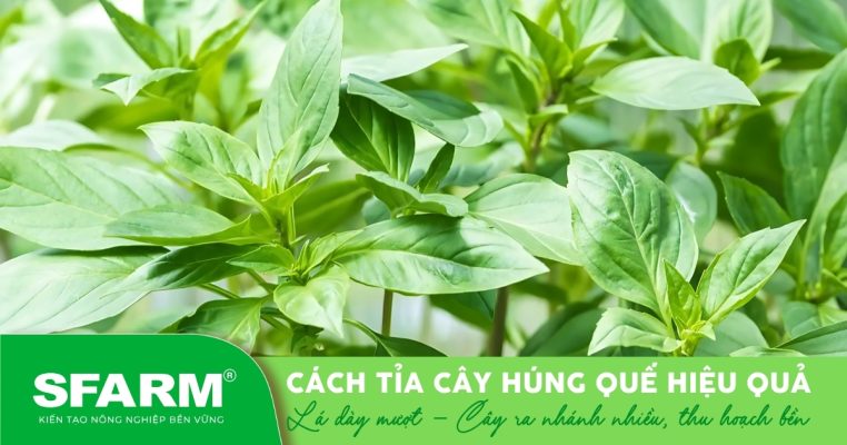 Húng quế phát triển tươi tốt nhờ tỉa đúng cách, lá dày, xanh mướt và ra nhiều nhánh.